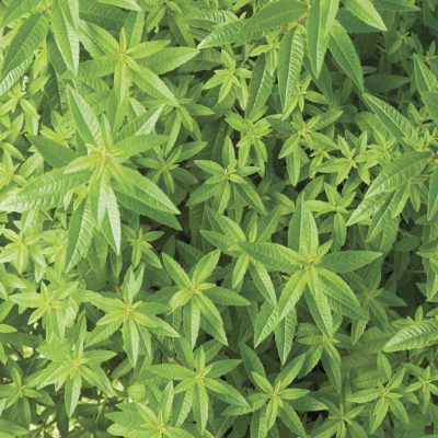 Verbena Lemon