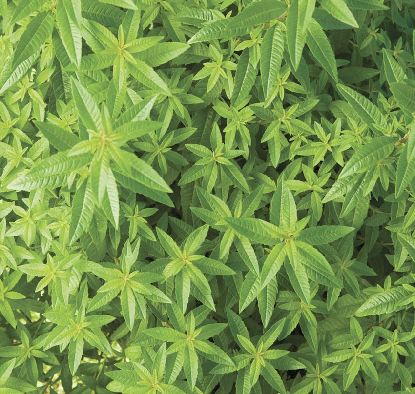 verbena lemon