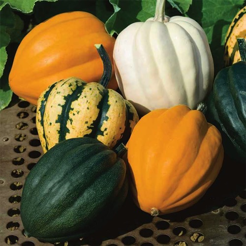 Winter Squash Autumn Acorn Blend