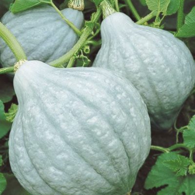 Winter Squash Blue Hubbard