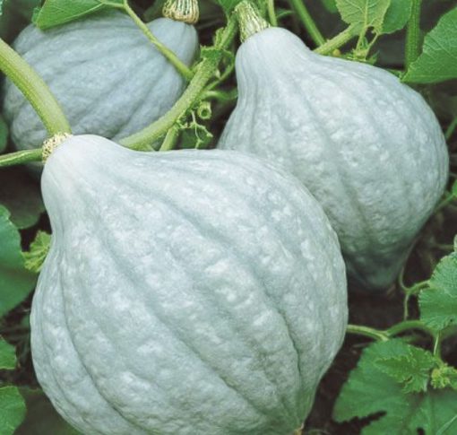Winter Squash Blue Hubbard
